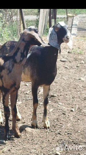 Коза нубийская