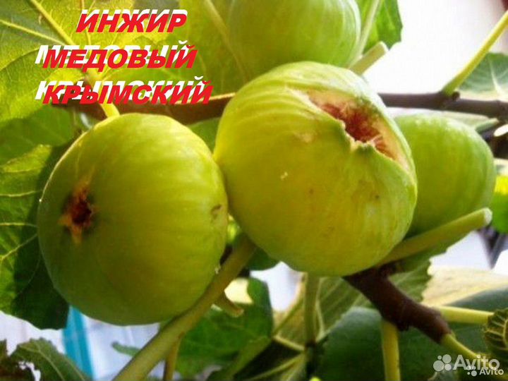 Черенки инжира-медовый крымский,черный крымский
