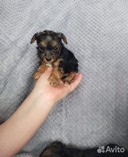 Йоркширский терьер