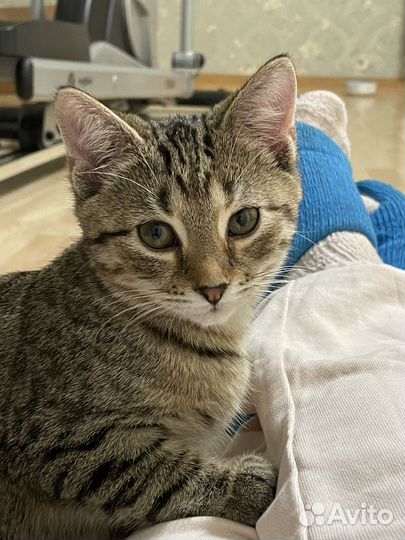 Котики в добрые руки