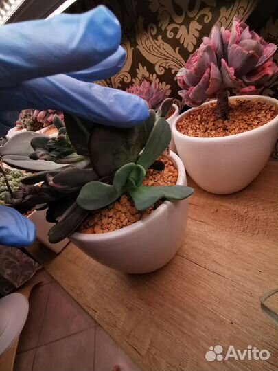 Суккуленты детки