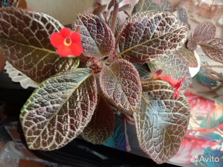 Эписция шоколадный крем