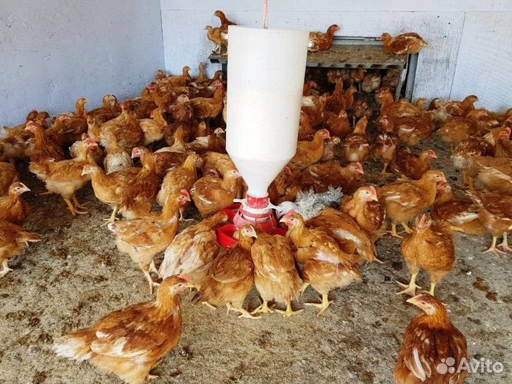 Куры несушки