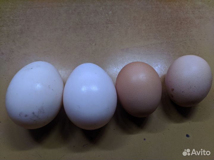 Домашние утиные яйца