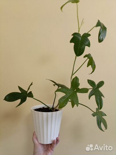 Филодендрон