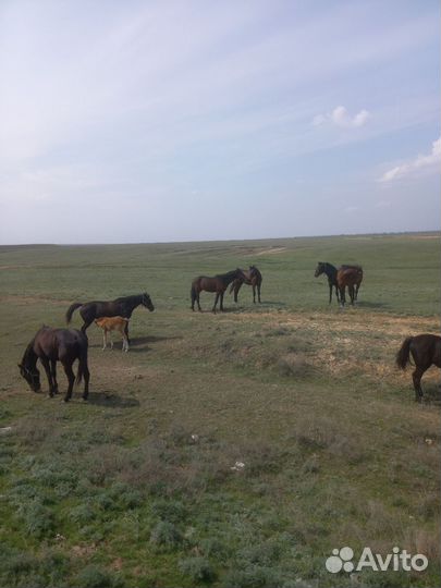 Продажа лошадей