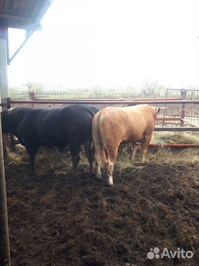 Продам быков