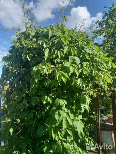 Астильба, хоста, виноград девичий