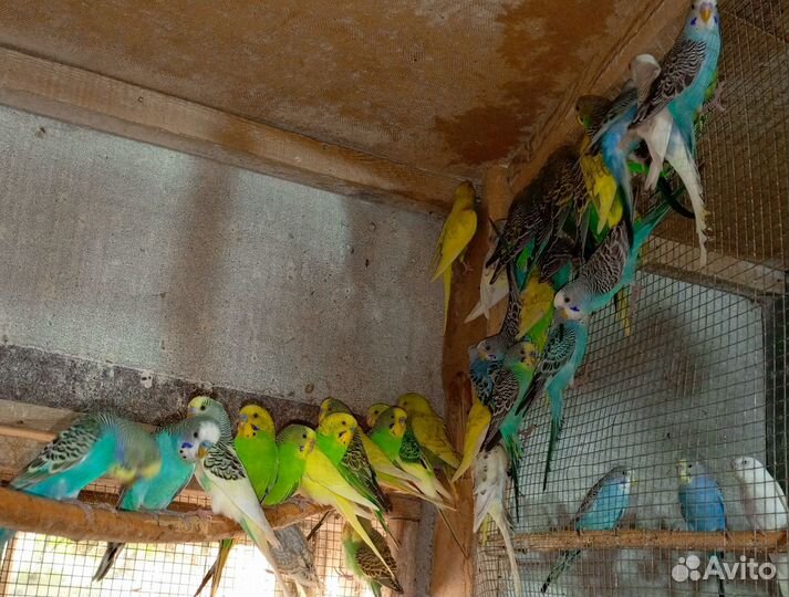 Волнистые попугаи