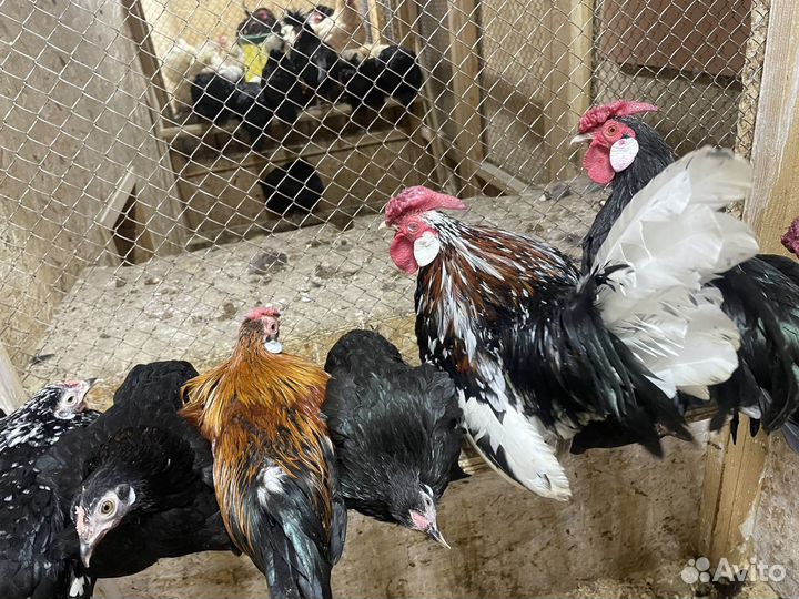 Породистые птицы