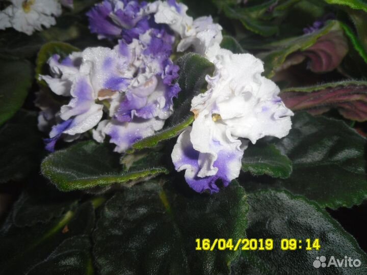 Комнатные цветы