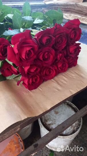 Живые цветы букеты розы