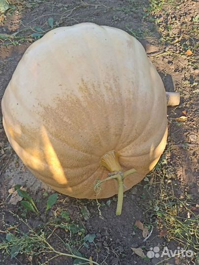 Семена тыквы