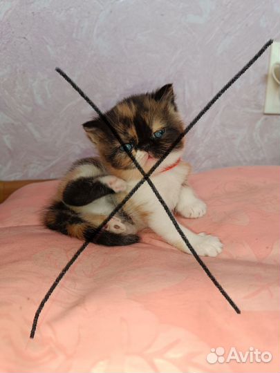 Экзотические котята