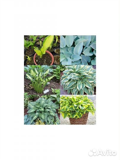 Хоста растение