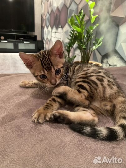 Бенгальский котик