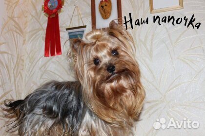 Йоркширский терьер