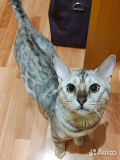 Бенгальский кот на вязку