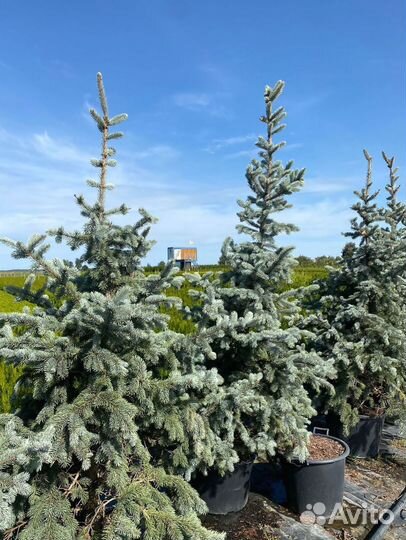 Ель Голубая