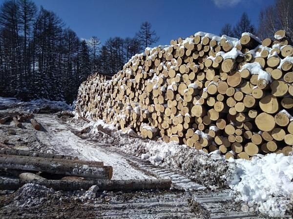 Лес кругляк горельник