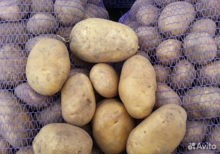 Продам картофель