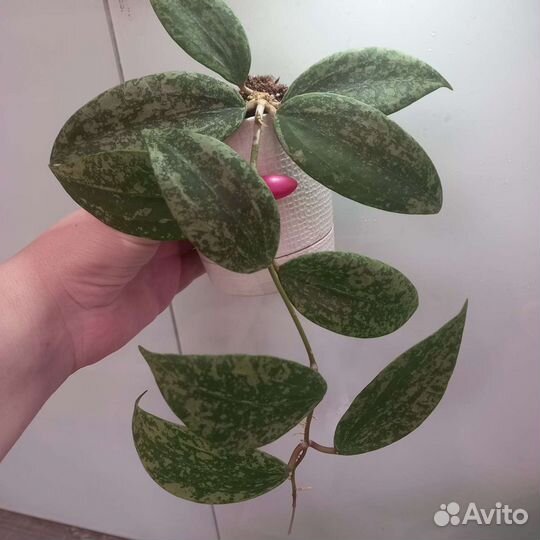 Хойи сортовые