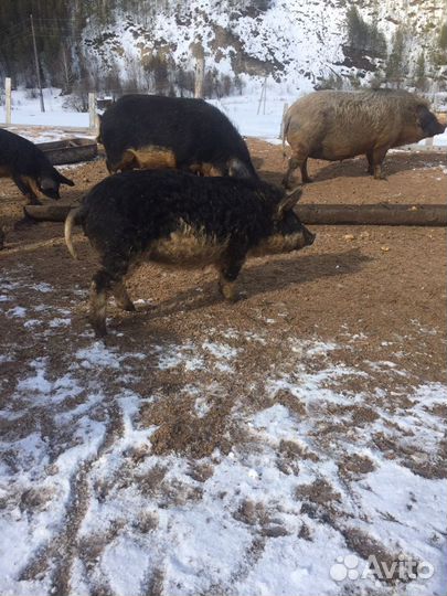 Поросята Венгерская мангалица