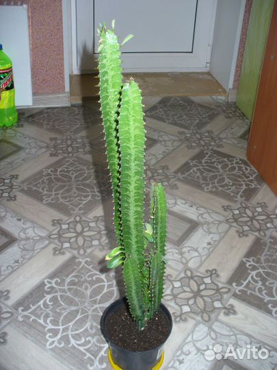 Молочай трёхгранный-кактус