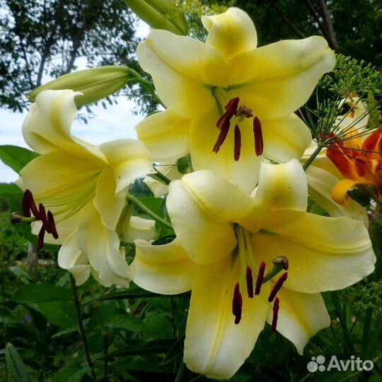 Лилии луковицы