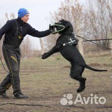 Щенки ризеншнауцера