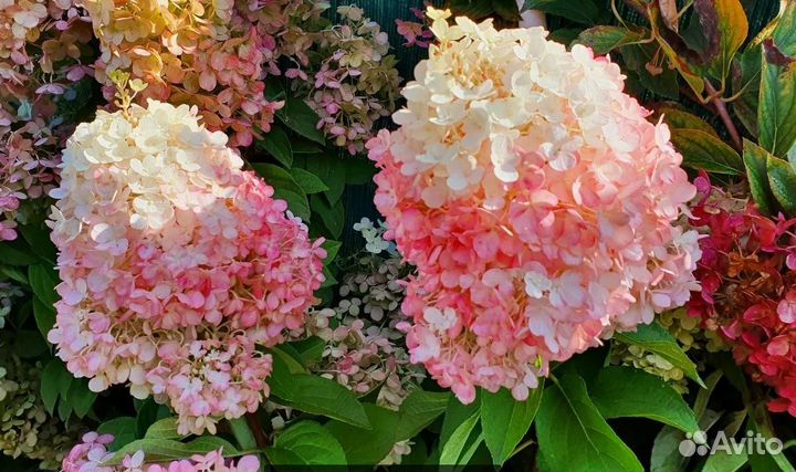 Новинка.Гортензия Pinky Promise-Пинки Промис 3,5л