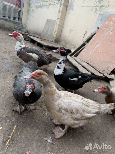 Индоутята, гусята