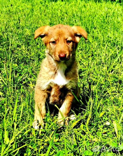 Малыши в дар