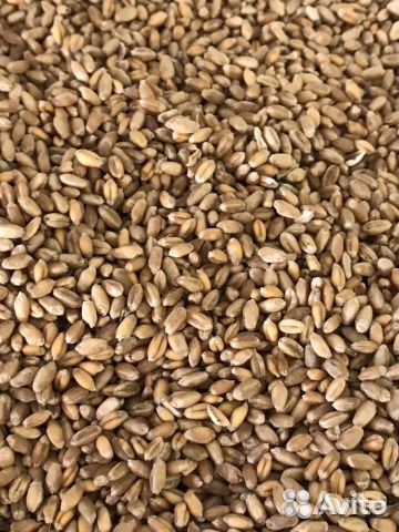 Зерно кукуруза, пшеница, просо