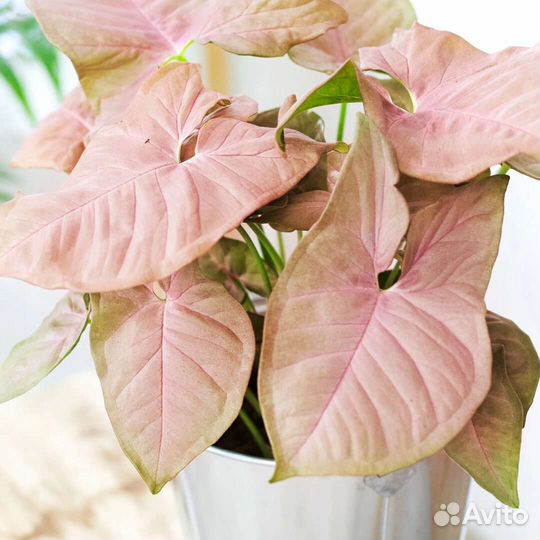 Сингониумы Ангустатум, Неон Пинк, Айрон Браун