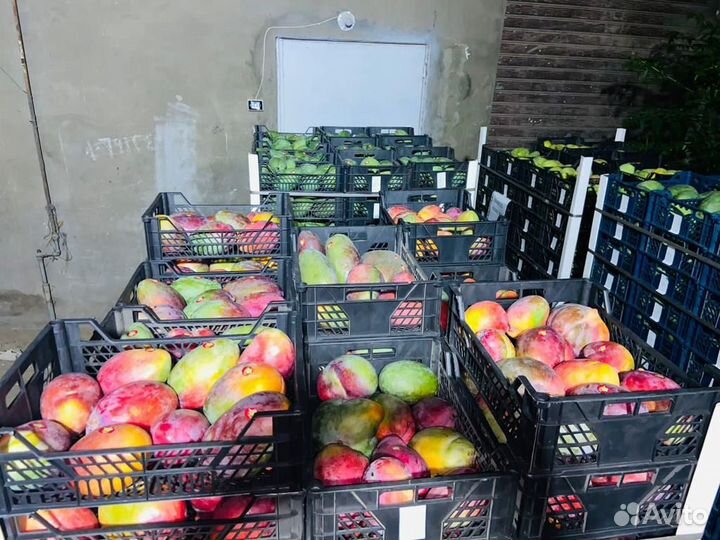 Манго свежий оптом