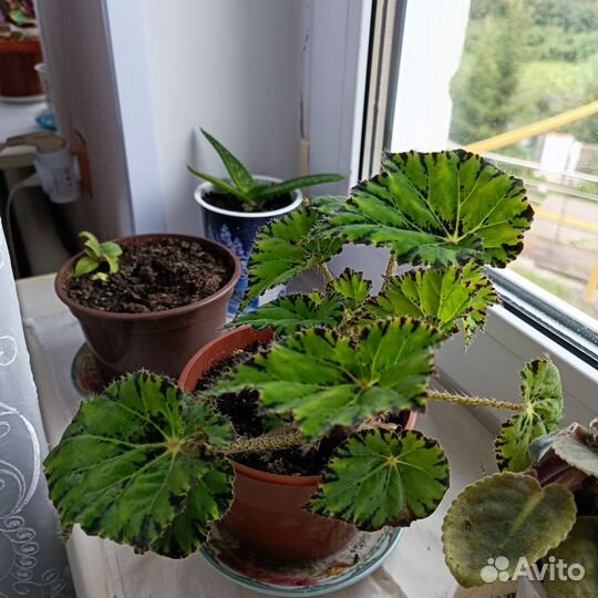 Бегония бауэра