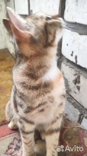 Кошка в дар бесплатно