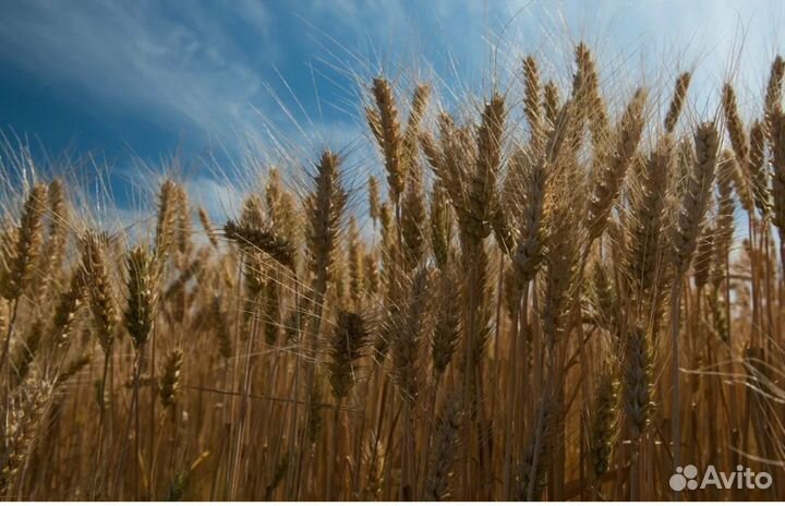 Пшеница, Ячмень