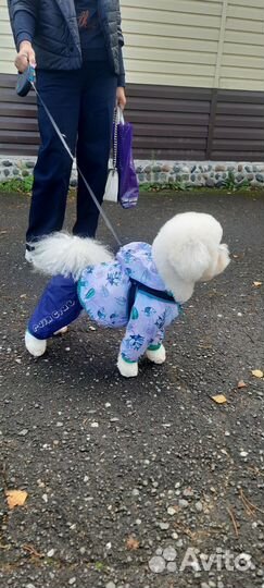Собака для вязки