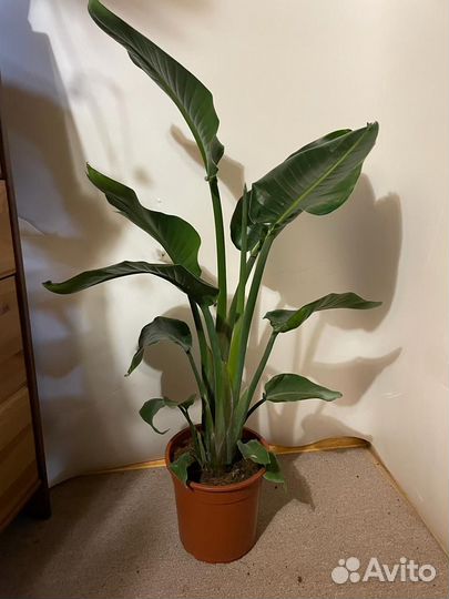 Стрелиция альба D-24/H-115 2 ствола