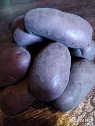 Картофель Голубой Дунай, семенной