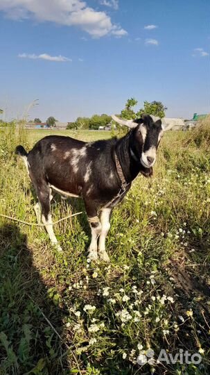 Альпийский козлик