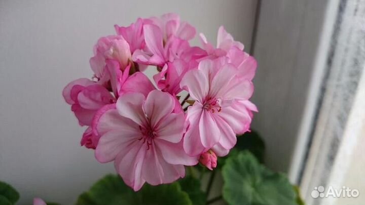 Продам пеларгонии и эписции