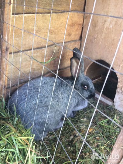 Продам кроликов