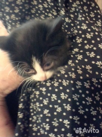 Котята в добрые руки бесплатно