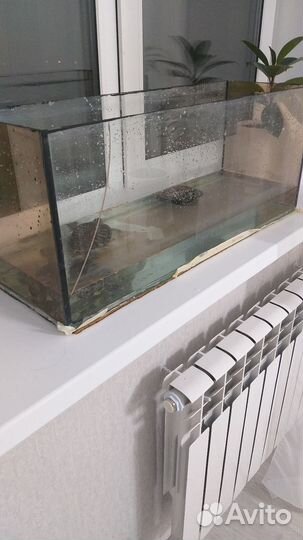 Черепаха с аквариумом