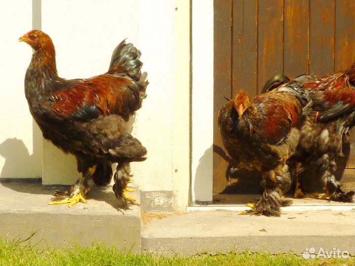 Петух Брама куропатчатая