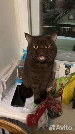 Продажа котят