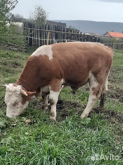 Быки на мясо